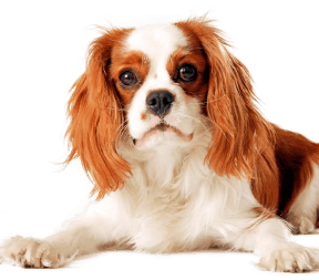 http://dog-sid-img